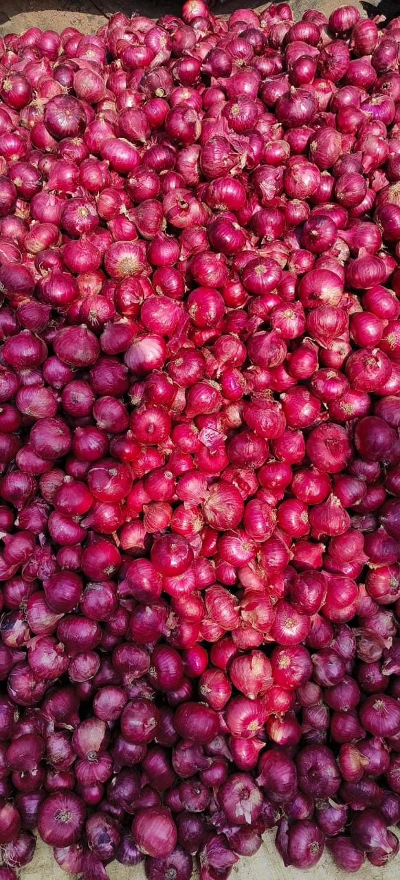 ONION from India